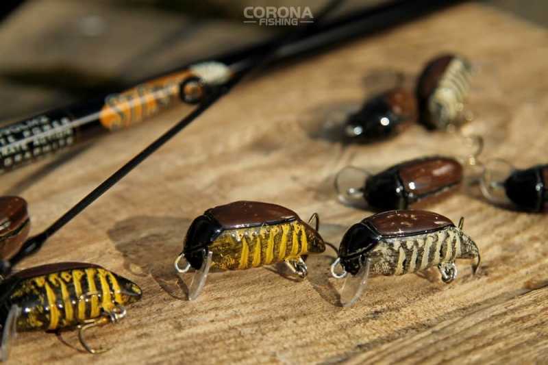 smużak chrząszcz majowy